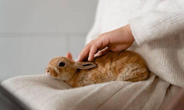 최고의 크루얼티 프리(Cruelty Free) 스킨 케어 제품으로 외모를 개선하세요