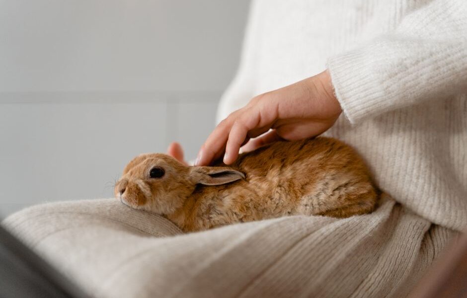 최고의 크루얼티 프리(Cruelty Free) 스킨 케어 제품으로 외모를 개선하세요